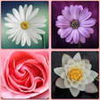 Icon of program: Flower Memory Game - Brai…