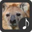 Icon of program: Hyenas Sounds