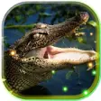 Icon of program: Crocodiles live wallpaper