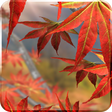 Icono de programa: Autumn Tree Live Wallpape…