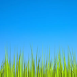 Icon of program: Grass LWP [Revamped]