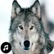 Icon of program: Wolf Sounds Ringtones