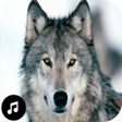 Icono de programa: Wolf Sounds Ringtones