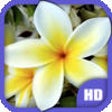 Icon of program: Flowers HD Wallpapers