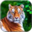 Icon of program: Tiger Live Wallpaper
