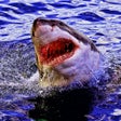 Icon of program: Shark Attack Beach Surviv…