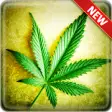 Icon of program: Weed Wallpapers