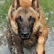 Icono de programa: Belgian Malinois Wallpape…