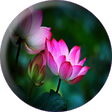 Icono de programa: Lotus sutra free