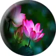 Icon of program: Lotus sutra free