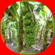 Icon of program: cavendish banana cultivat…