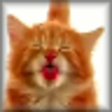 Icon of program: Cat Licking Screen