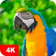 Icon of program: Parrot Wallpapers 4K
