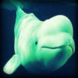 Icon of program: Beluga Whale - Cold Ocean…