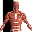 Icon of program: Visual Anatomy for Window…