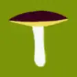 Icon of program: Fungi Recorder