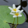 Icon of program: Aquarium and Pond Plant I…