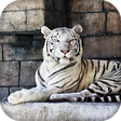 Icono de programa: White Tiger Live Wallpape…