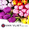 Icon of program: Van VLIET New York