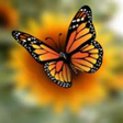 Icon of program: Bokeh Photo Effect for Wi…
