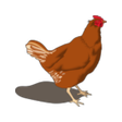 Icon of program: Poultry Manager 2.0