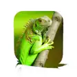 Icon of program: Iguana Care