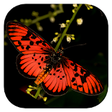 Icono de programa: Woodhall's Butterflies RS…