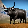Icon of program: Wild Bull Family Survival…