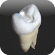 Icon of program: CavSim : 3D Dental Restor…