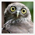 Icon of program: Bird Sounds Ultra