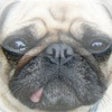 Icon of program: Animal Scanner - Scan you…