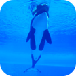 Icon of program: Orca Killer Whale Video W…