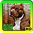Icon of program: Pit bull Wallpapers