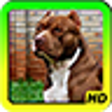 Icon of program: Pit bull Wallpapers