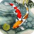 Icon of program: Fish Live Wallpaper free:…