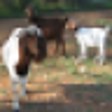 Icon of program: Today's Mobile Goat Ranch…