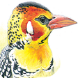 Icono de programa: eGuide to Birds of East A…