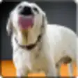 Icon of program: Dog Licks Screen 4K Wallp…