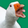 Icon of program: Angry Goose Simulator: Go…