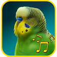 Icono de programa: budgie sounds