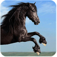 Icon of program: Horse Racing Tips Austral…