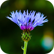 Icono del programa: Blur Image - DSLR focus e…