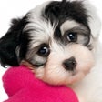 Icon of program: Puppy Pet Jigsaw Puzzle C…