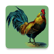 Icono de programa: Rooster Alarm and Rington…