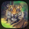 Icon of program: Tiger Live Wallpaper
