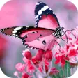 Icon of program: Butterfly HD Wallpapers