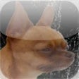 Icon of program: Stop Barking
