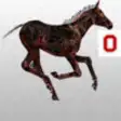 Icon of program: FoalScore