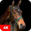 Icon of program: Horse Wallpapers 4K