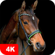 Icon of program: Horse Wallpapers 4K